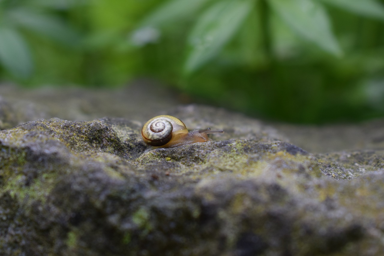 snail  stone  small free photo