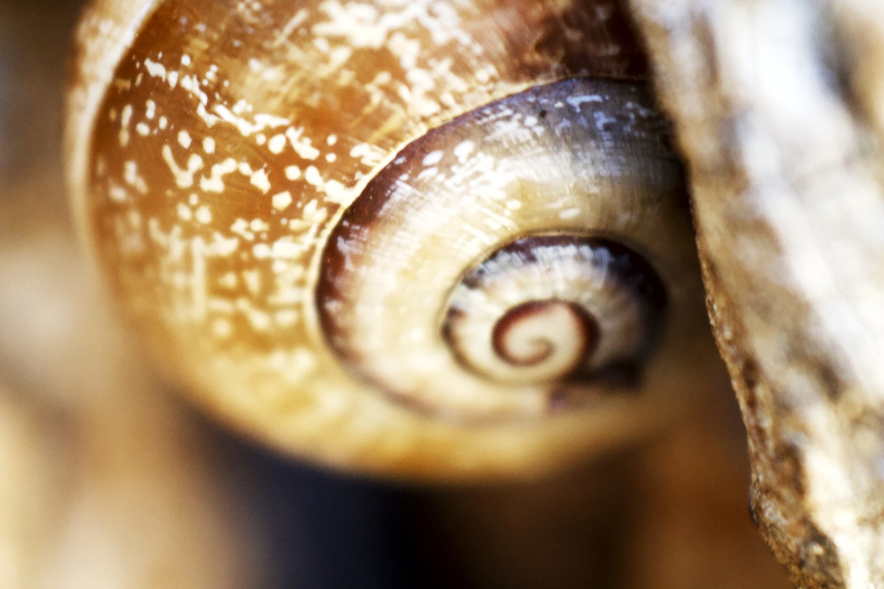 snail  shell  animals free photo