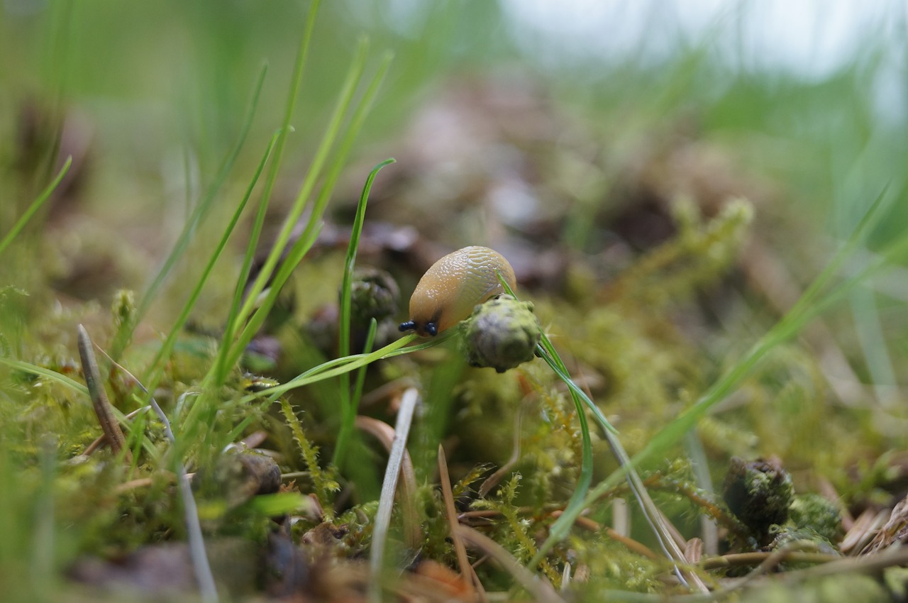 snail  green  natural free photo