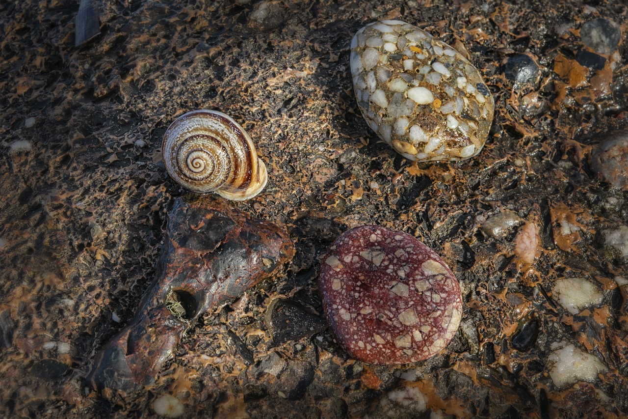 snail  stone  shell free photo