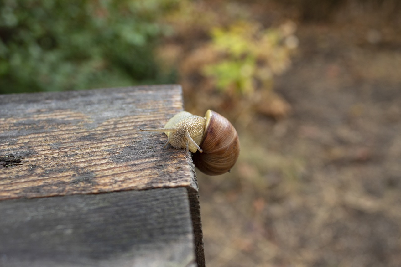 snail  creeps  slow free photo