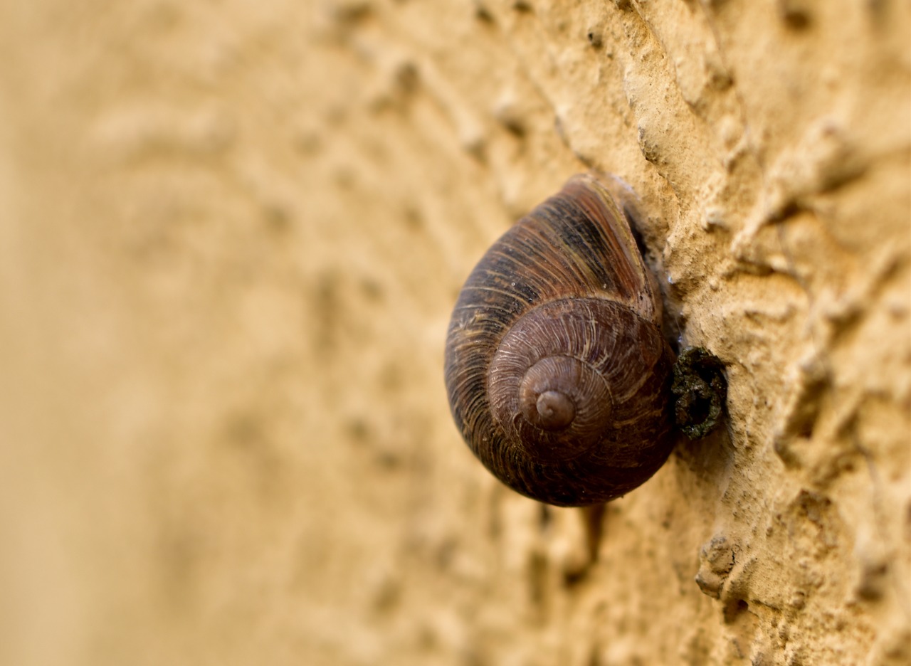 snail  wall  snails free photo