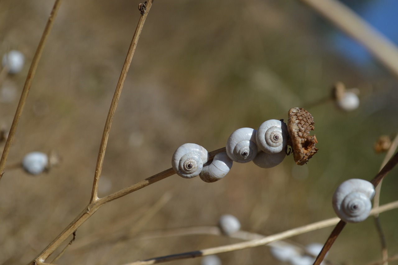 snail snails group free photo