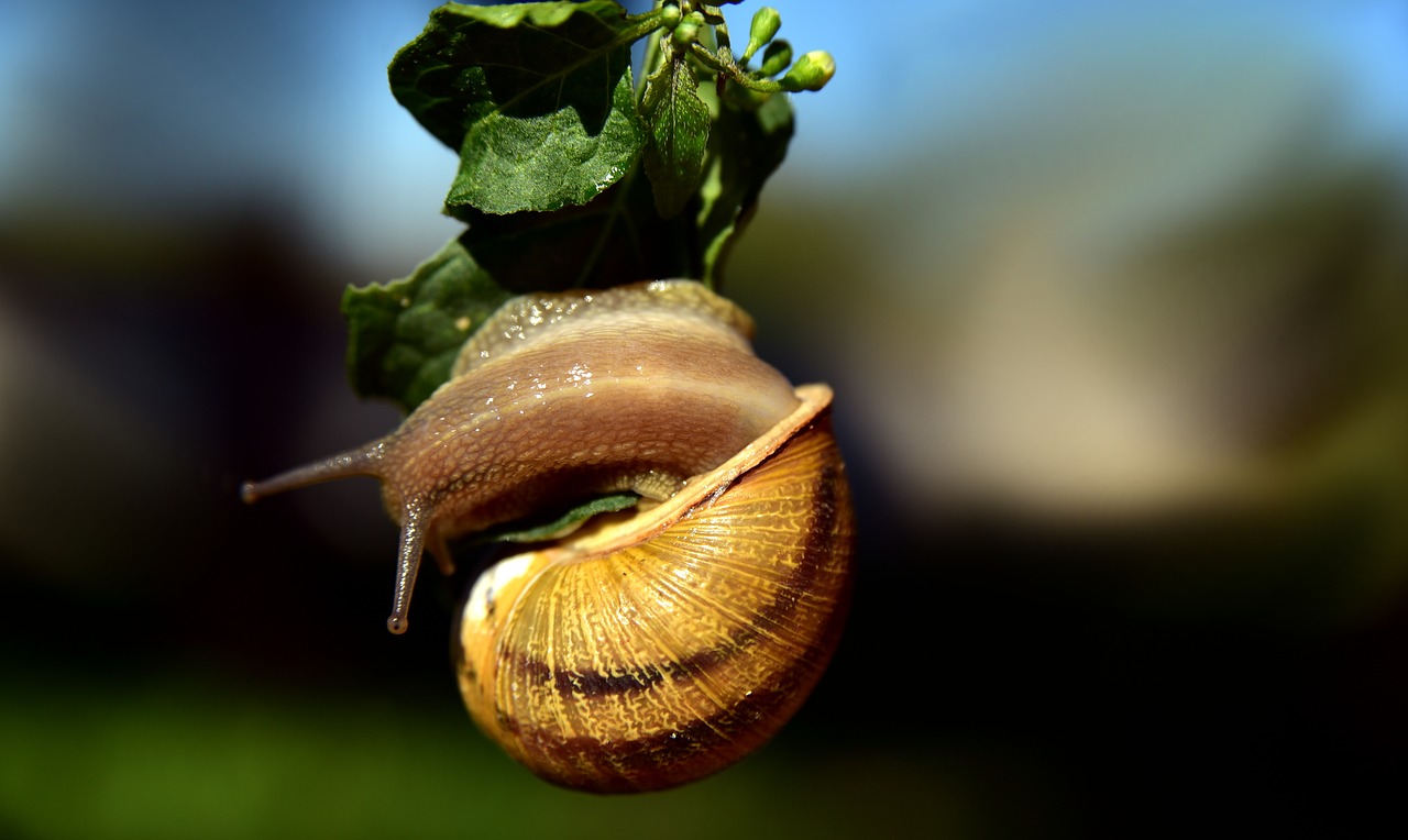 snail  hanging  mollusk free photo