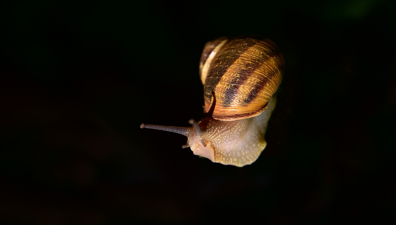snail  mollusk  shell free photo