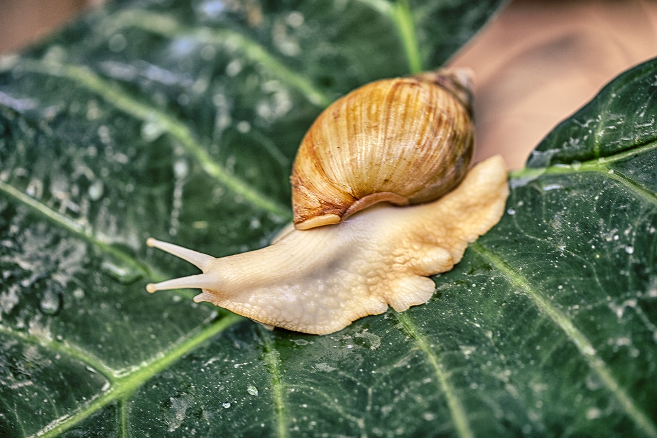 snail  nature  shell free photo