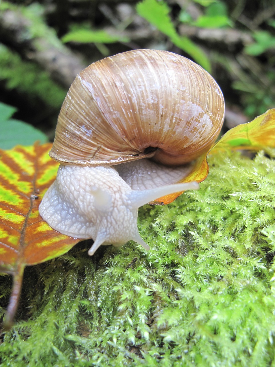 snail  moss  shell free photo