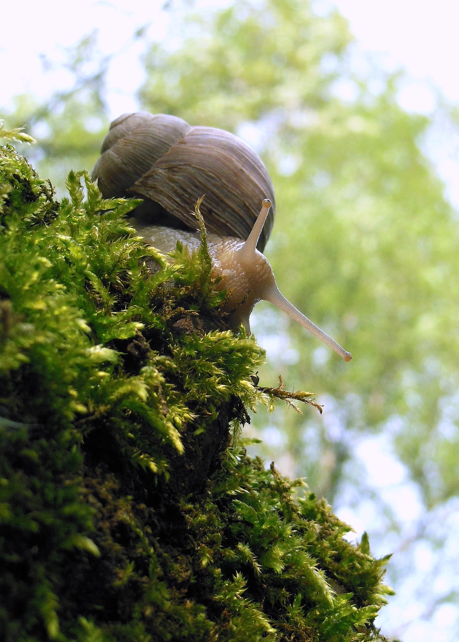 snail  forest  mollusk free photo