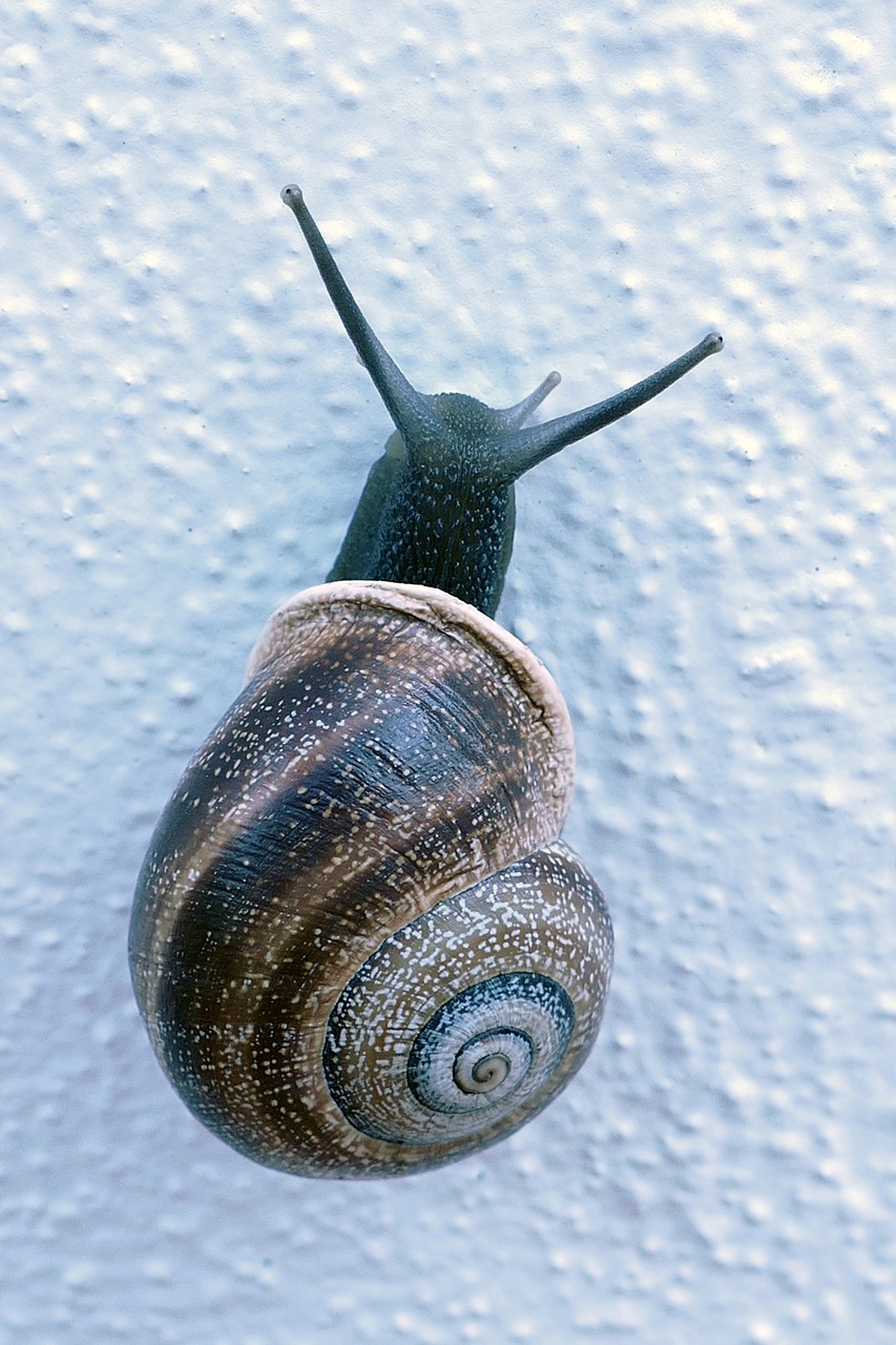 snail  mollusc  huisjesslak free photo