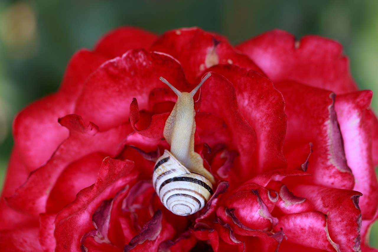snail  shell  rose free photo