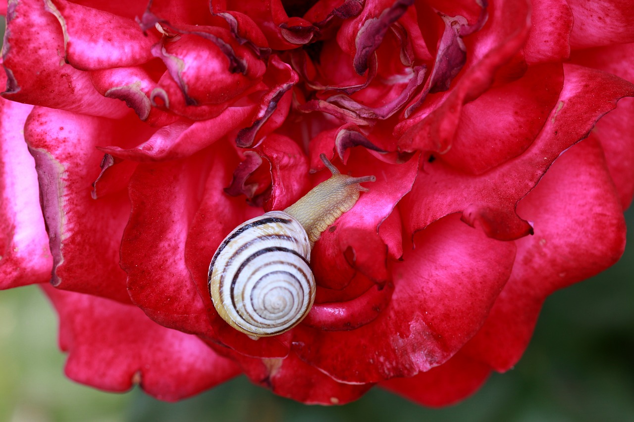 snail  rose  red free photo