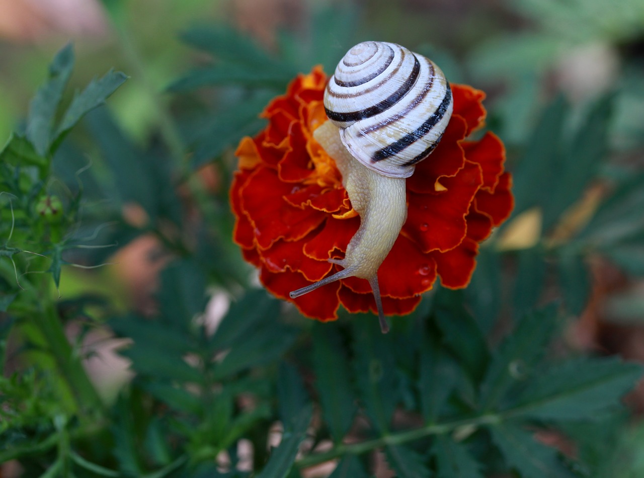 snail  flower  red free photo