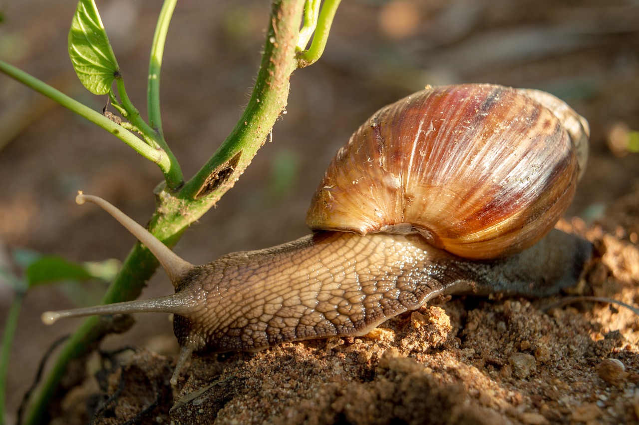 snail  shell  animal free photo