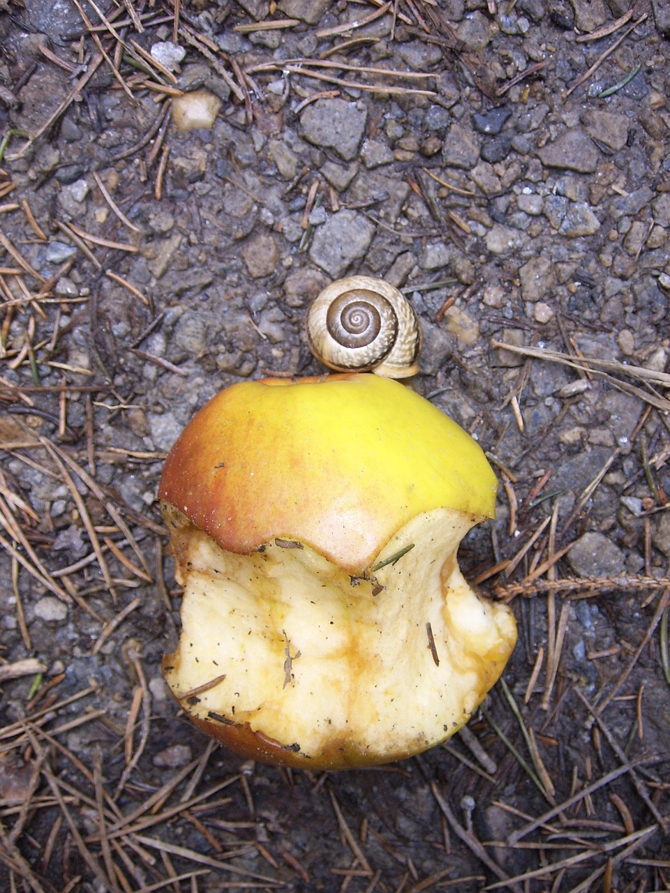 snail apple nibbled on free photo