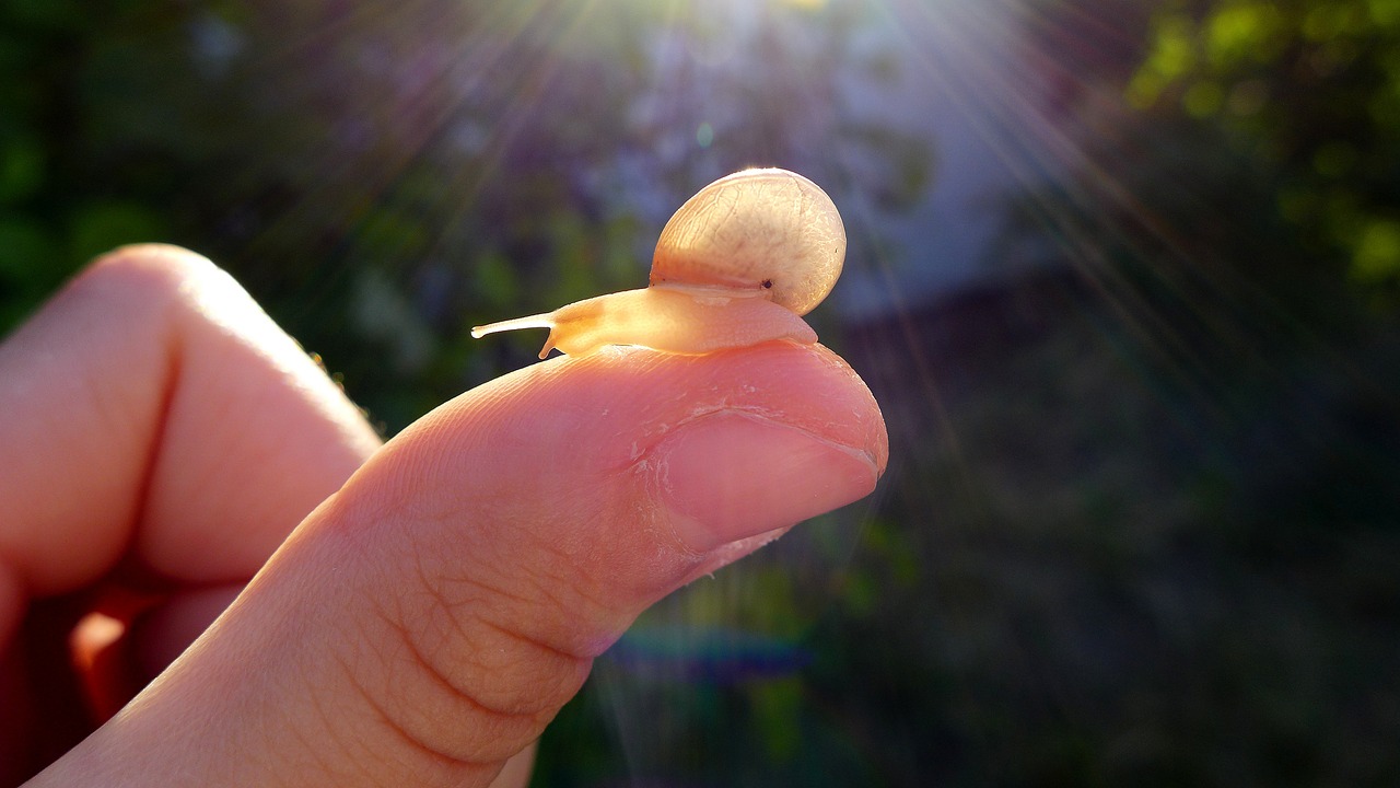 snail  light  shell free photo