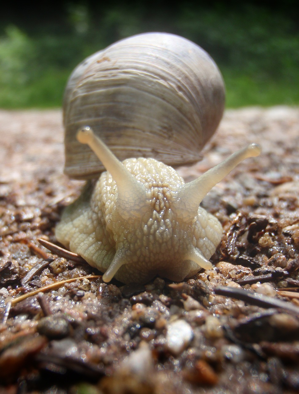 snail forest close free photo