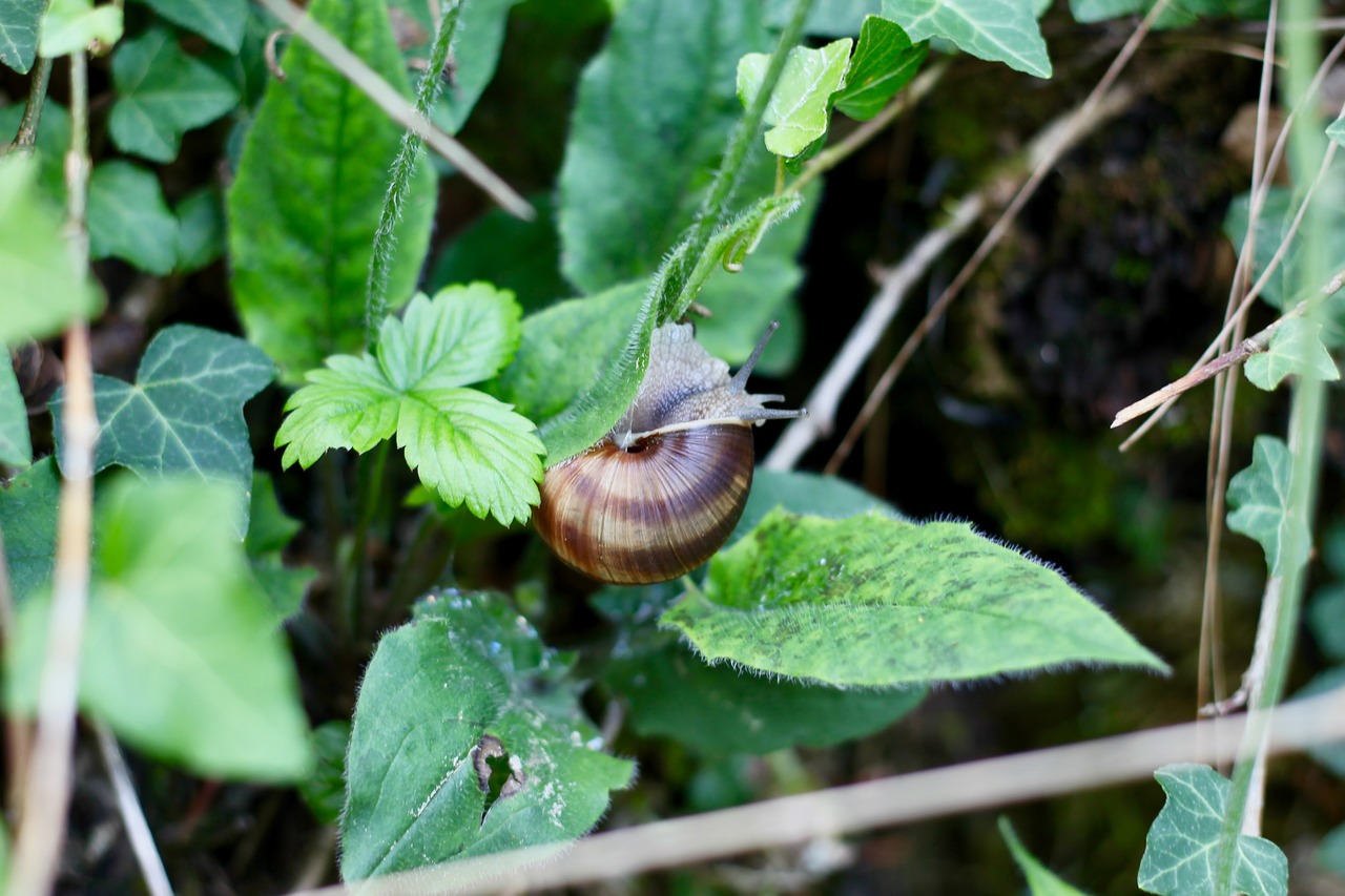 snail  shell  green free photo