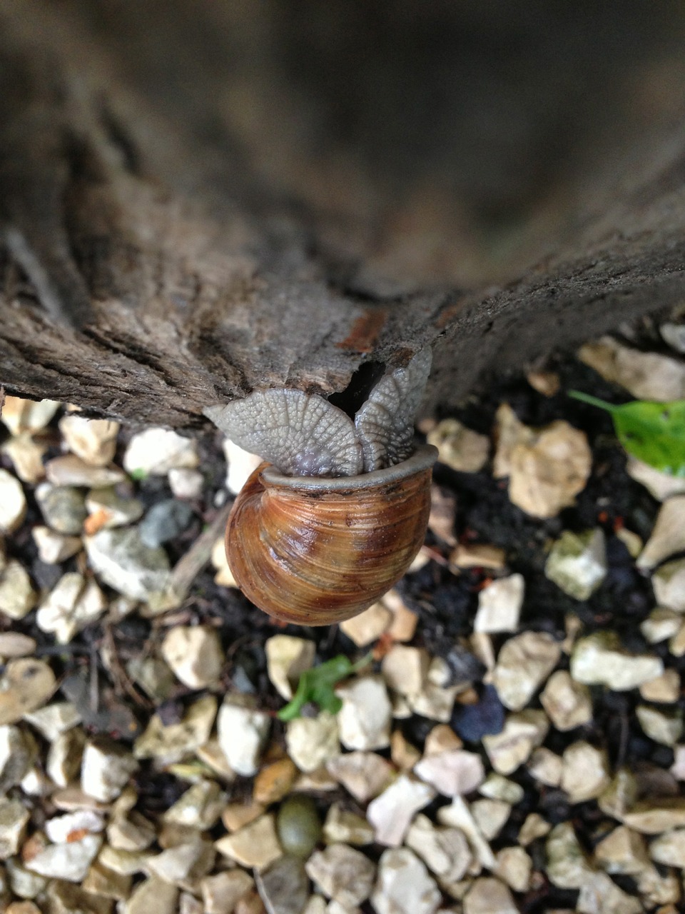 snail animal shell free photo