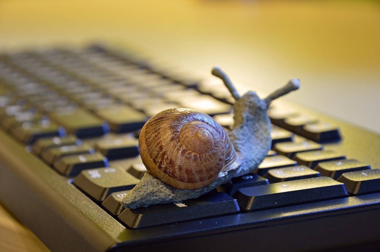 snail  shell  figure free photo