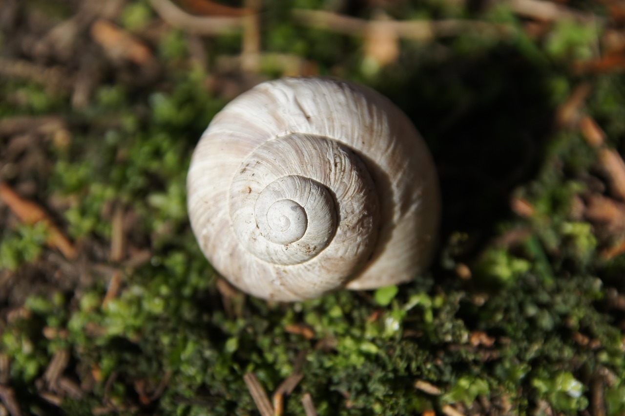 snail  shell  animal free photo
