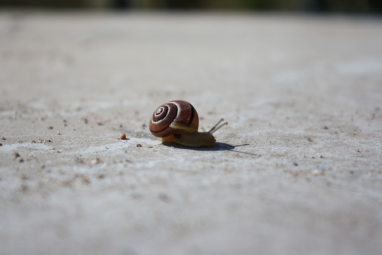 snail  concrete  animal free photo
