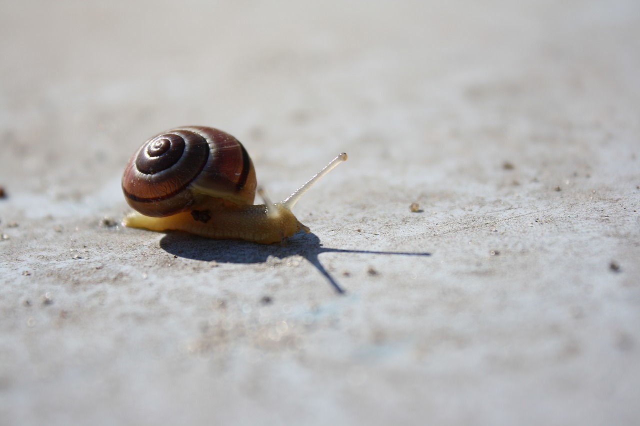 snail  concrete  animal free photo