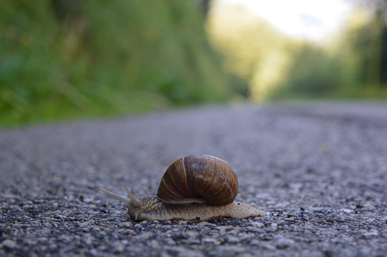 snail  crawl  slimy free photo