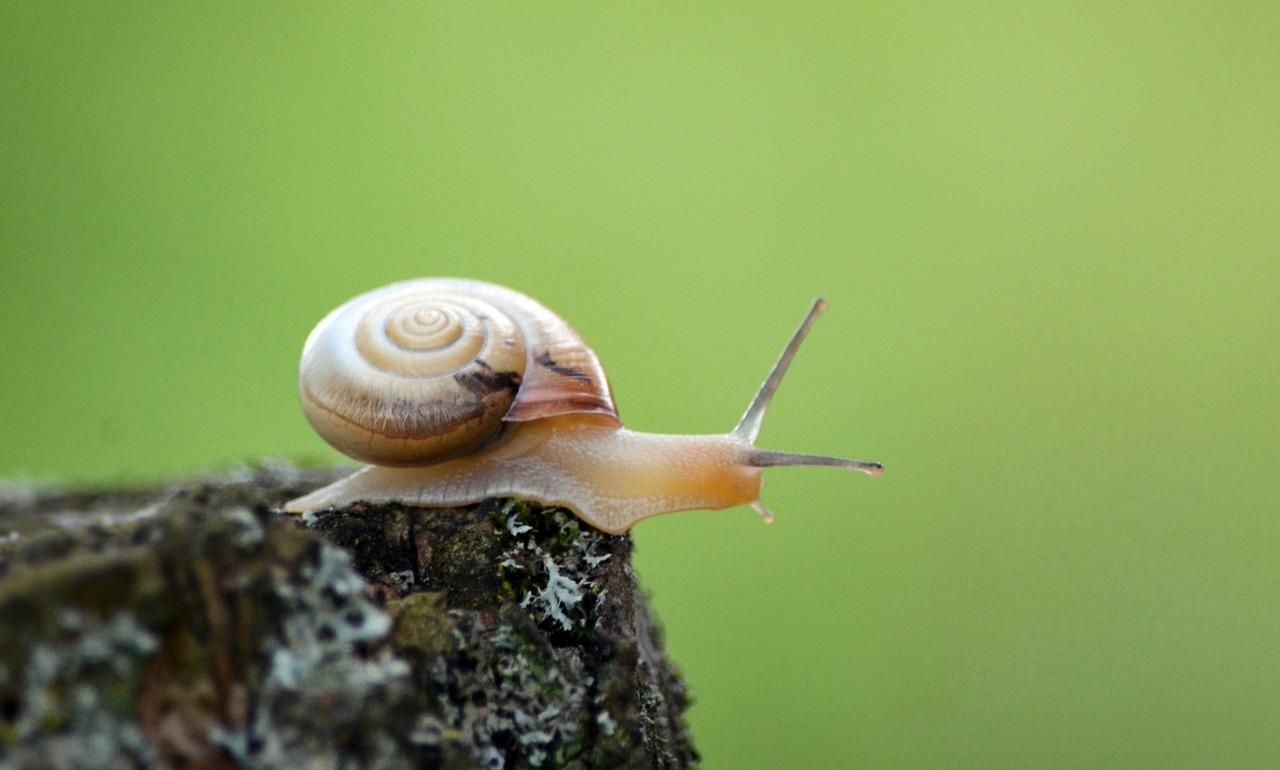 snail shell mollusk free photo