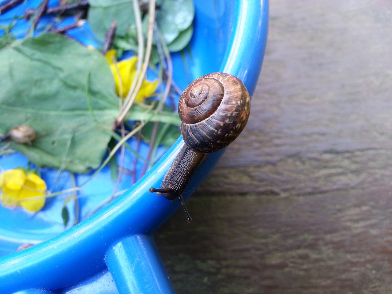 snail summer animal free photo