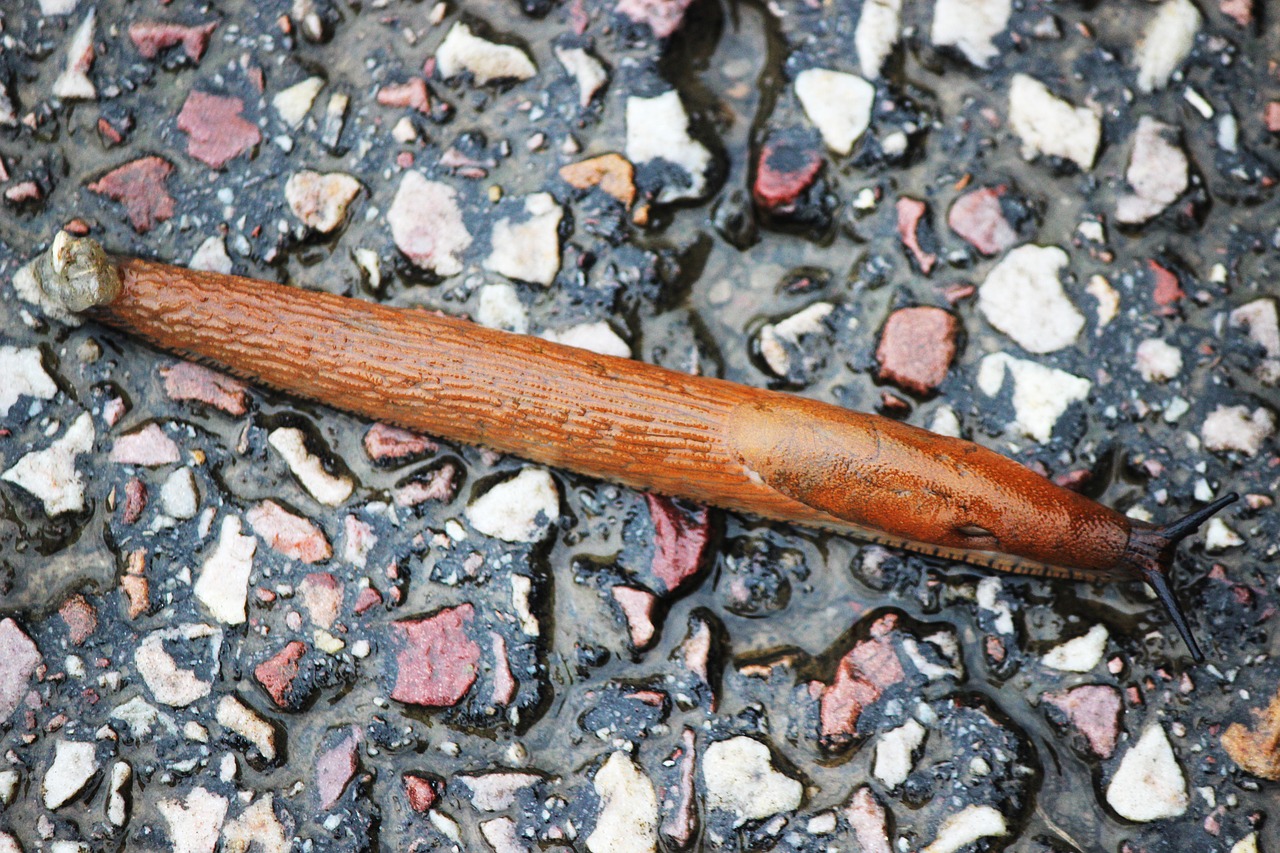 snail  slug  crawling free photo