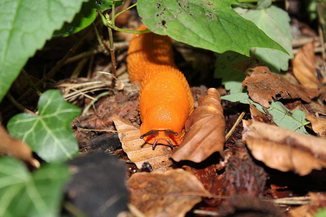 snail  nature  mollusk free photo