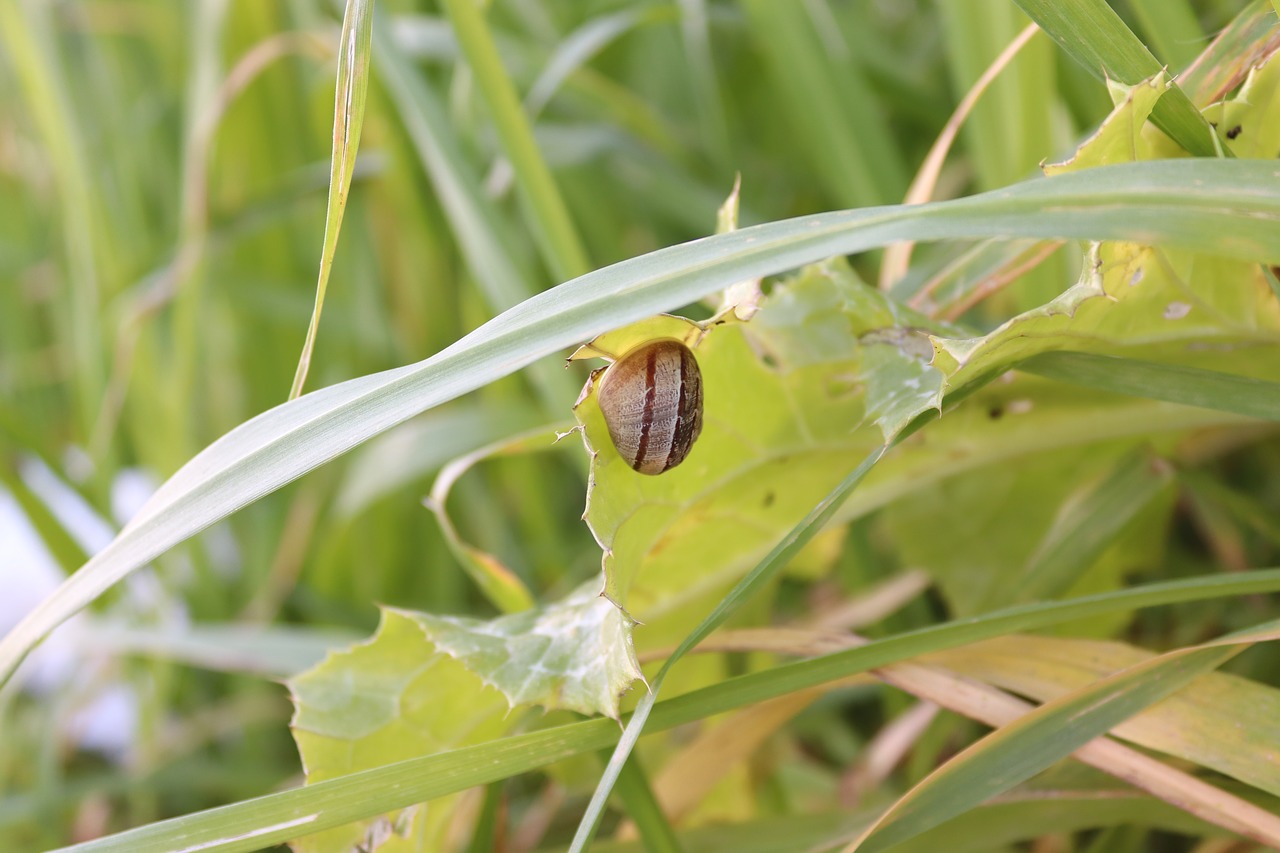 snail  green  grass free photo