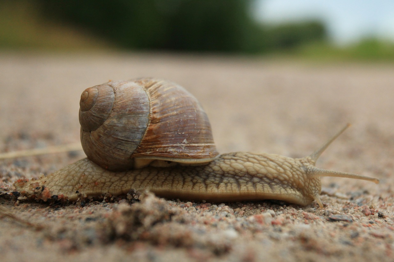 snail animal molluscum free photo