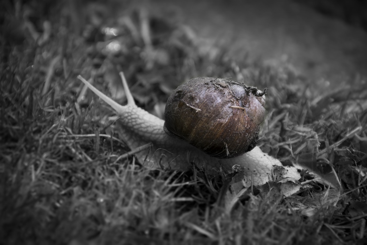 snail  grass  lawn free photo