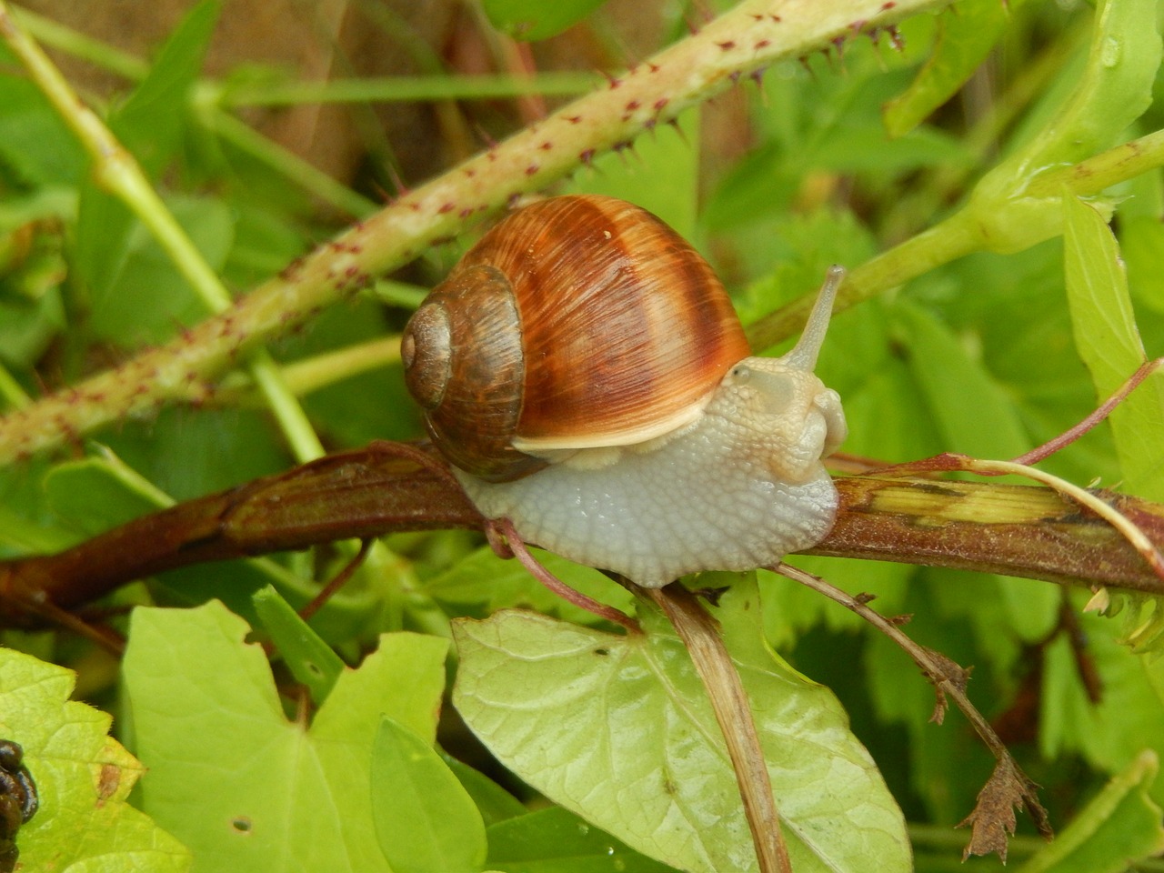 snail nature field free photo