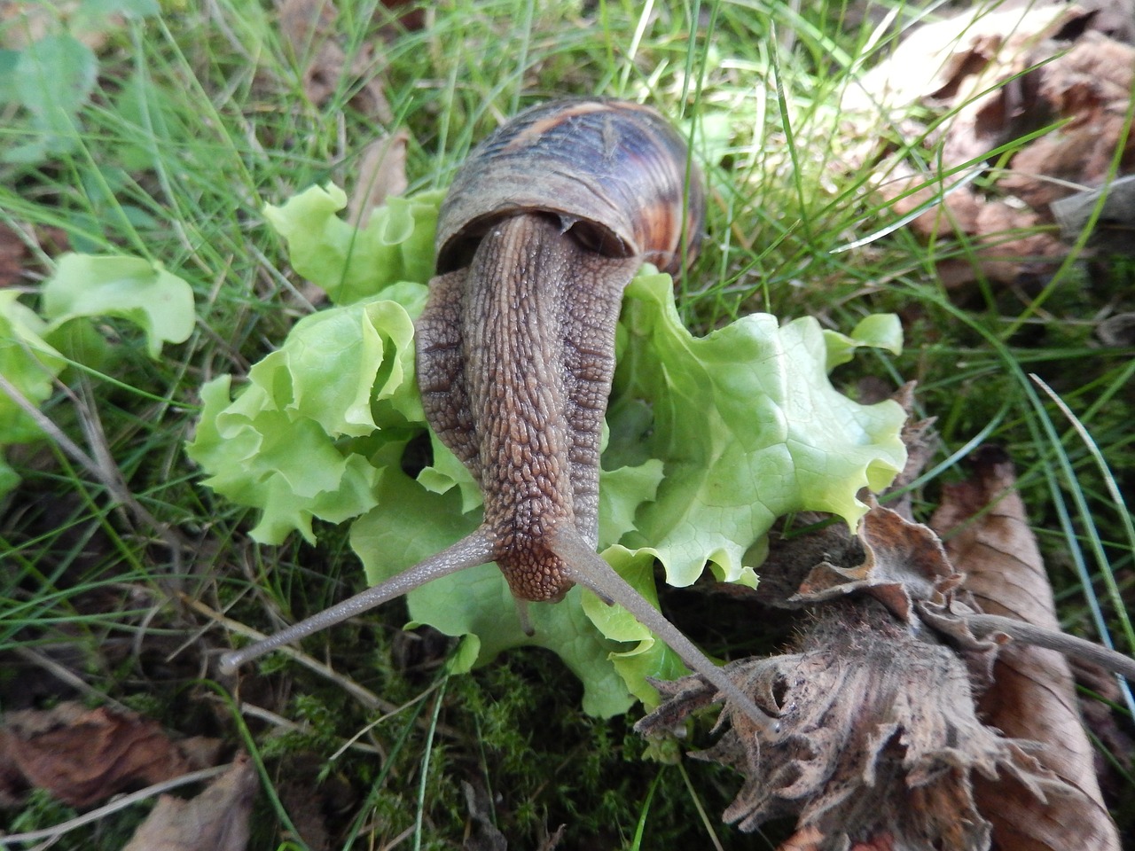 snail garden nature free photo