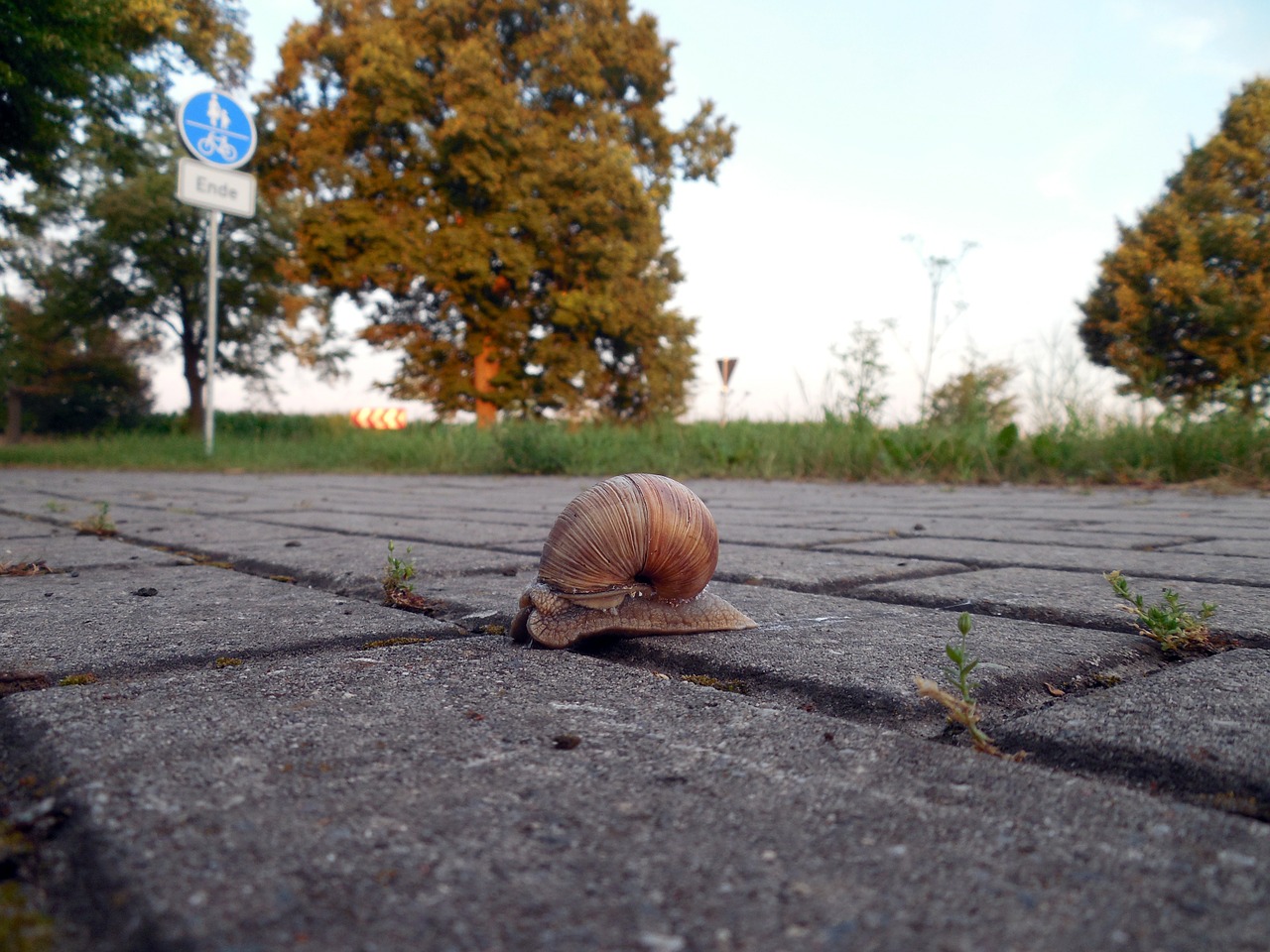 snail shell mollusk free photo