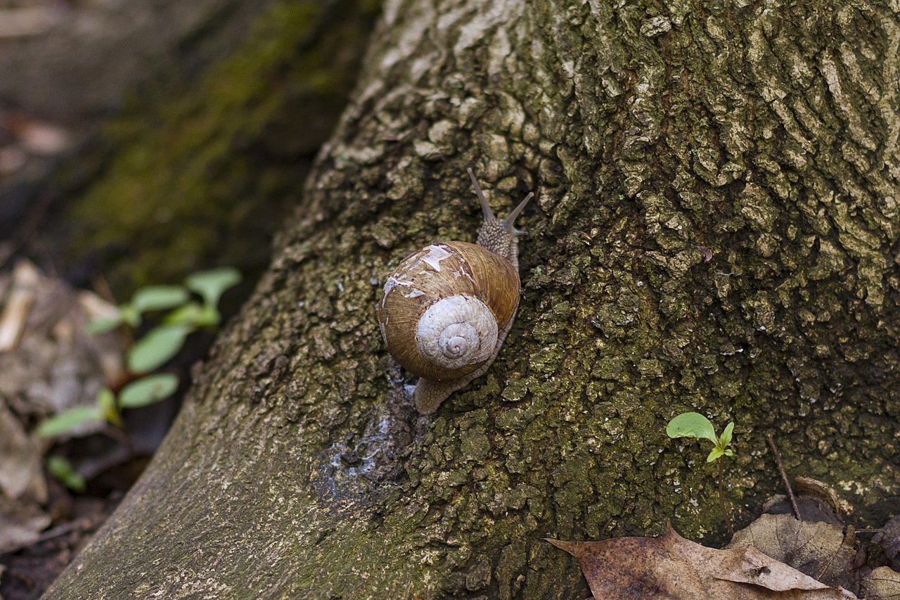 snail  track  forest free photo