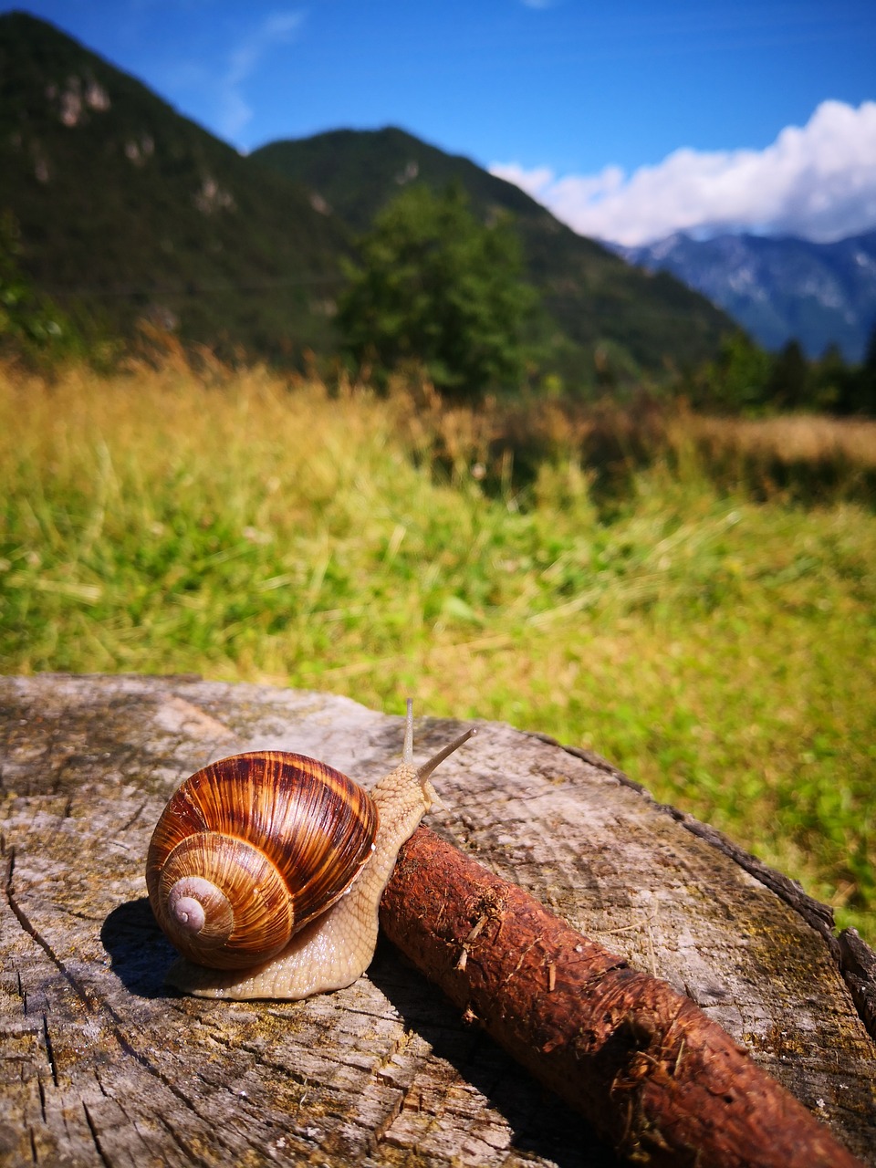 snail  log  mountains free photo