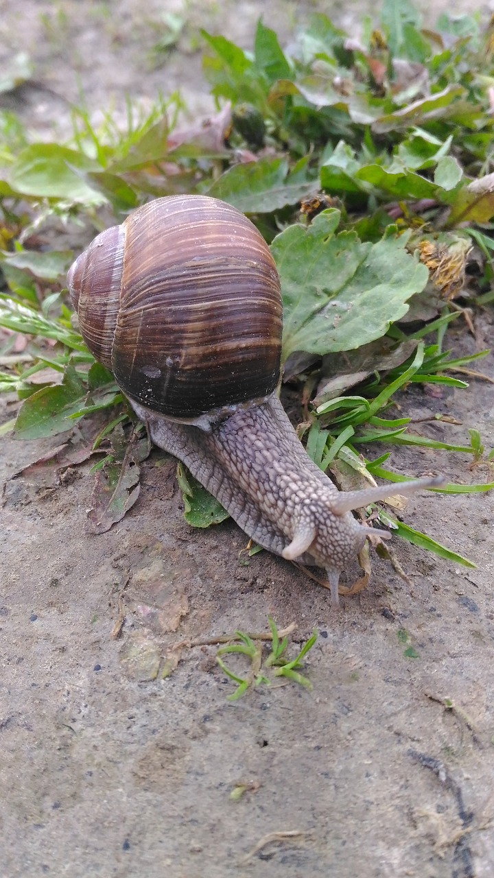 snail  macro  nature free photo