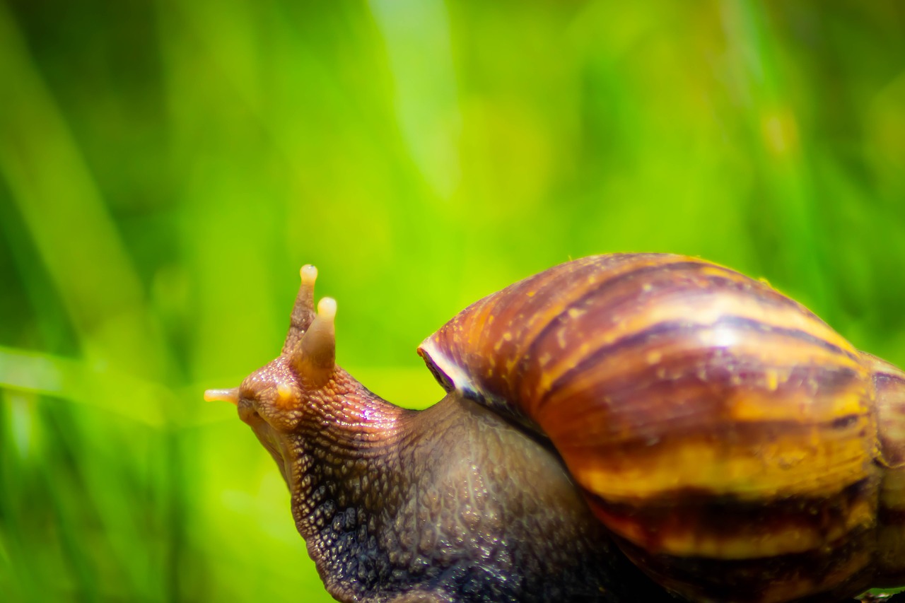 snail  white  african free photo