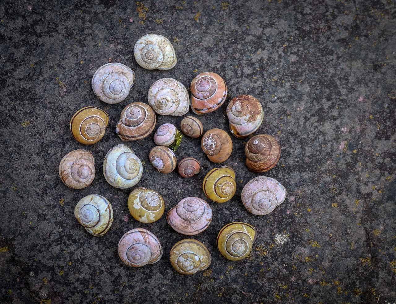 snail  shell  snail shape free photo