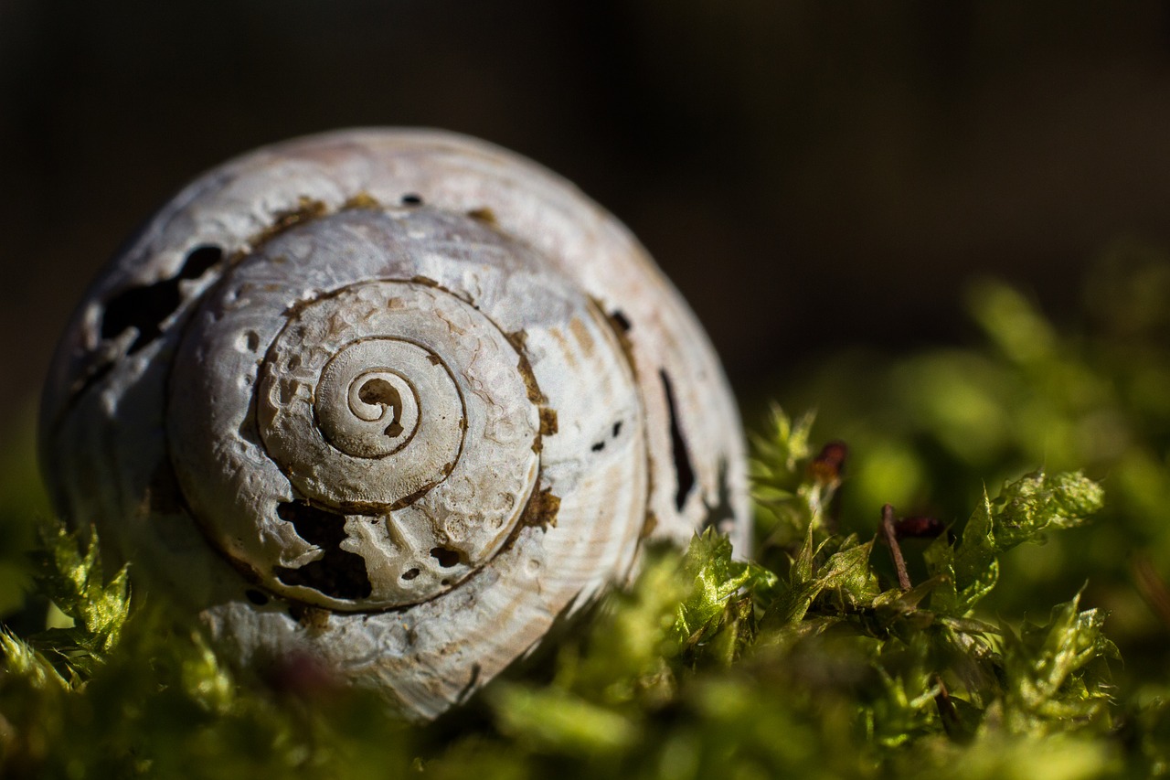 snail  nature  forest free photo