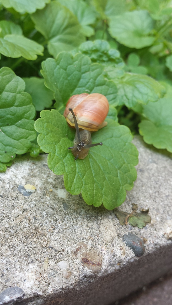 snail animal leaves free photo