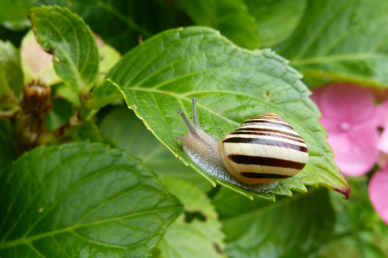 snail garden tape worm leaf free photo