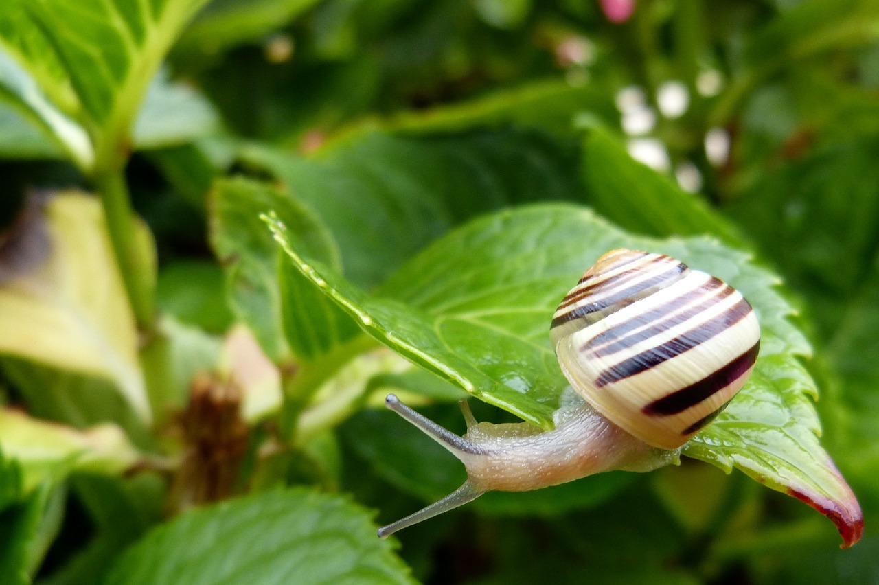 snail garden tape worm leaf free photo