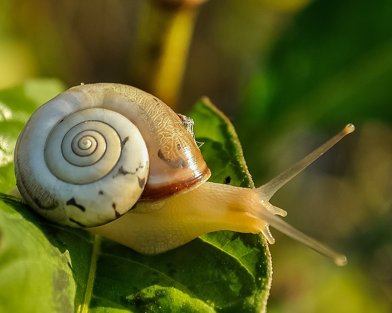 snail snail shell slow free photo