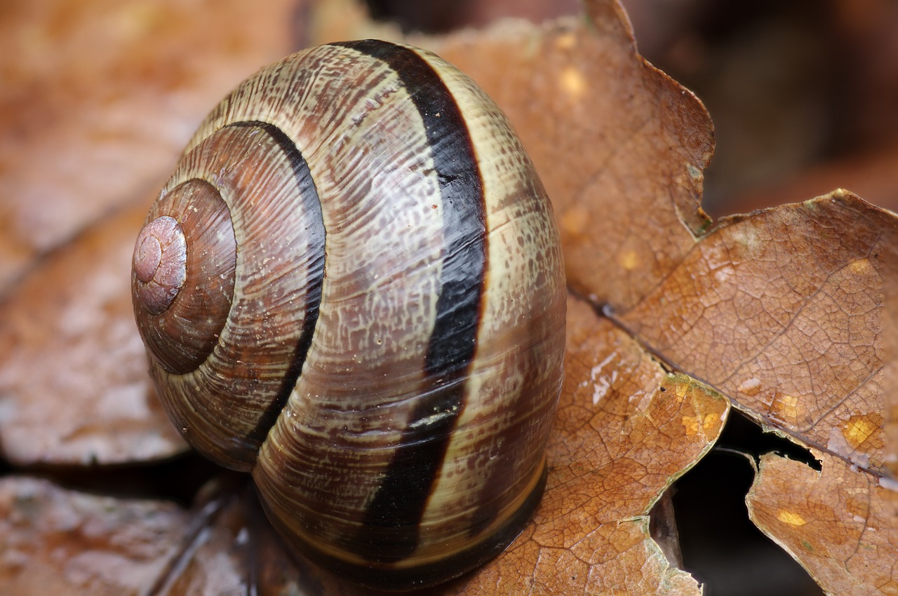 snail  macro  shell free photo