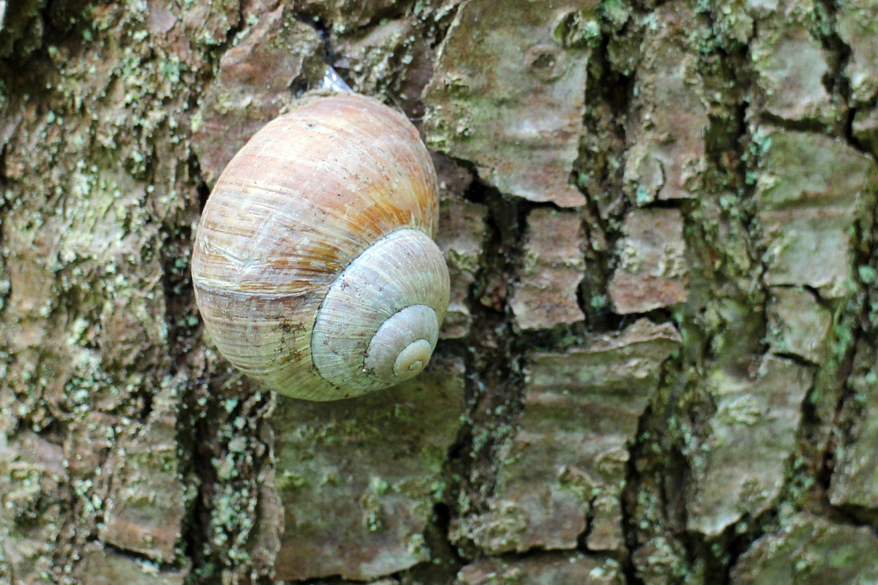 snail shell animal free photo