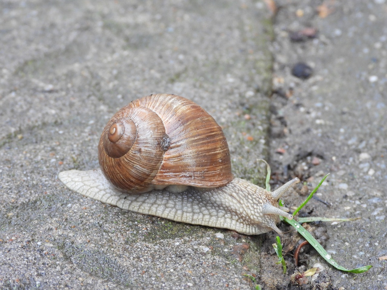 snail  spring  winniczek free photo